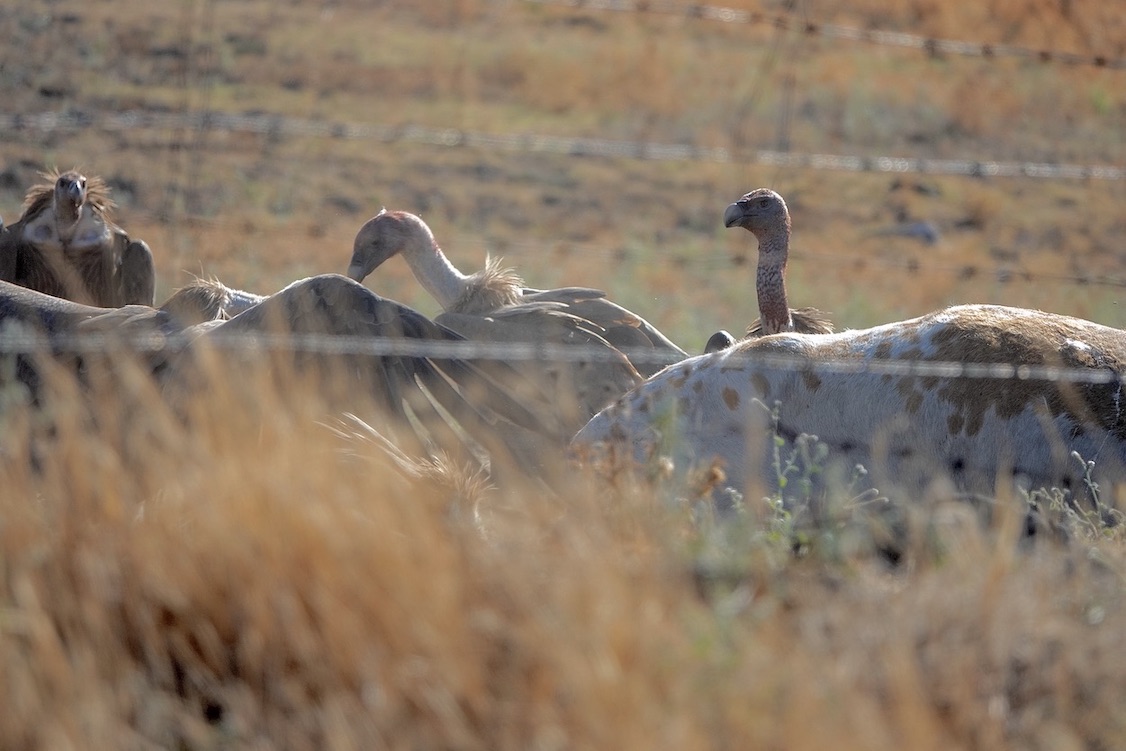 Griffon vulture